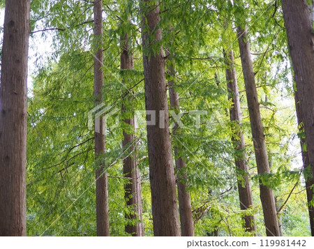 Trees stretching into the sky. Enjoy forest bathing. Copy space. Feel the greenery. Trees stretching into the sky. Enjoy forest bathing. Copy space. Feel the greenery. 119981442