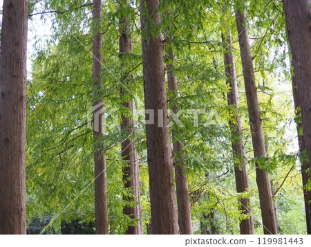 Trees stretching into the sky. Enjoy forest bathing. Copy space. Feel the greenery. 119981443
