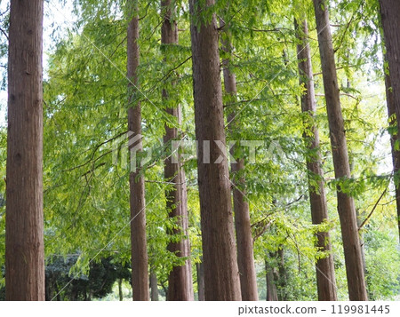 Trees stretching into the sky. Enjoy forest bathing. Copy space. Feel the greenery. 119981445