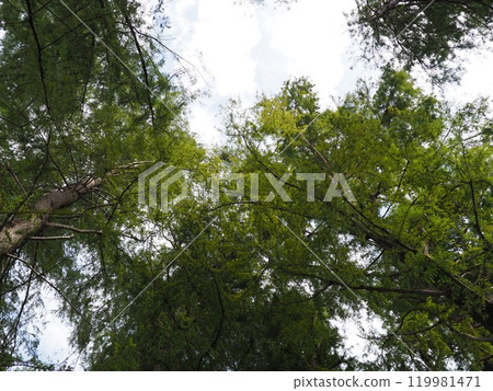 Trees stretching into the sky. Enjoy forest bathing. Copy space. Feel the greenery. 119981471