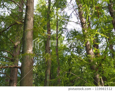 Trees stretching into the sky. Enjoy forest bathing. Copy space. Feel the greenery. 119981512