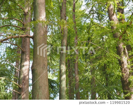 Trees stretching into the sky. Enjoy forest bathing. Copy space. Feel the greenery. 119981520