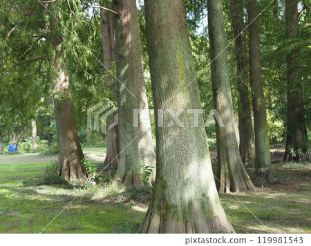 Trees stretching into the sky. Enjoy forest bathing. Copy space. Feel the greenery. Trees stretching into the sky. Enjoy forest bathing. Copy space. Feel the greenery. 119981543