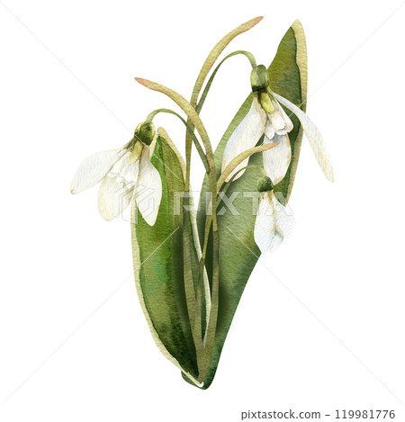Spring snowdrops arrangement with green leaves and blooming elements watercolor clipart. Floral illustration of first romantic flowers for women's day card, invitation, wallpaper design Spring snowdrops arrangement with green leaves and blooming elements watercolor clipart. Floral illustration of first romantic flowers for women's day card, invitation, wallpaper design 119981776
