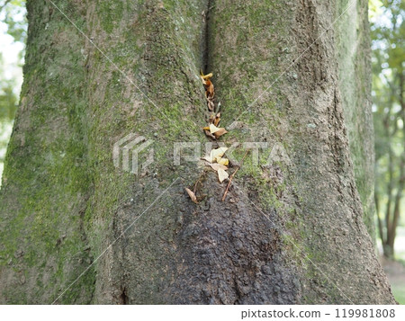The sky seen from the forest The world in the park Copy space 119981808