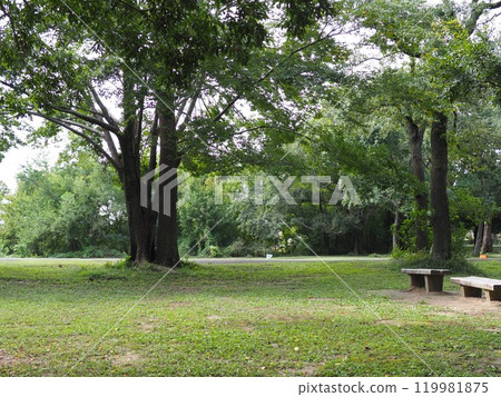 森林裡看到的天空,公園裡的世界,複製空間 森林裡看到的天空,公園裡的世界,複製空間 119981875