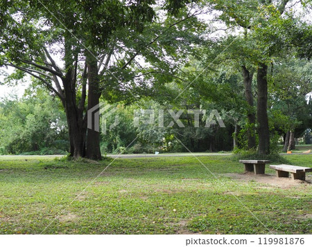 森林裡看到的天空,公園裡的世界,複製空間 森林裡看到的天空,公園裡的世界,複製空間 119981876