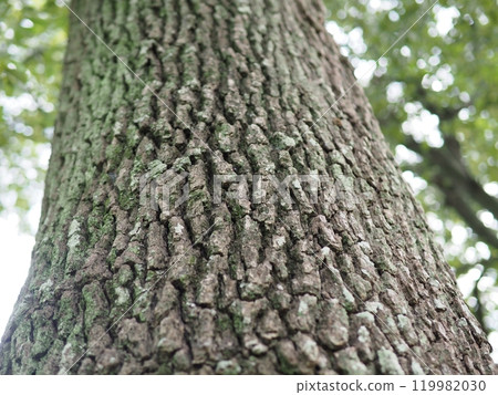 Looking up at the trees in the season of fresh green leaves. Surrounded by greenery. Feeling their strong vitality. Copy space. The tree shape is wonderful. 119982030