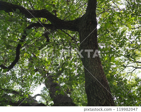 Looking up at the trees in the season of fresh green leaves. Surrounded by greenery. Feeling their strong vitality. Copy space. The tree shape is wonderful. 119982047