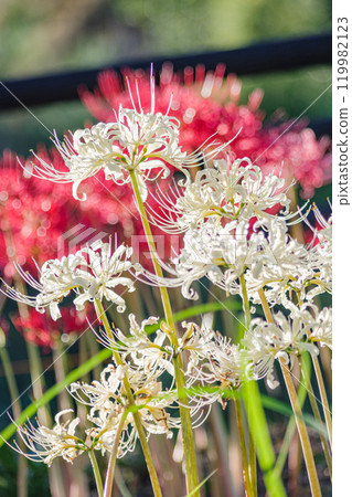 cluster spider lilies growing in clusters 119982123