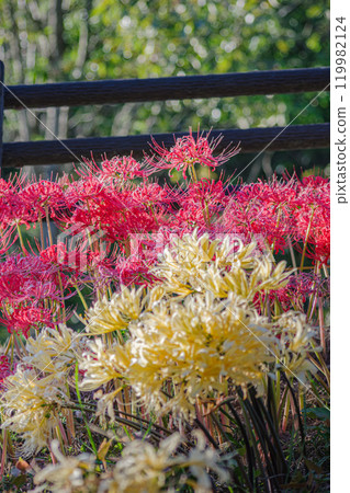 簇生蜘蛛百合 簇生蜘蛛百合 119982124