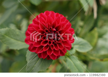 紅色大麗花 119982380