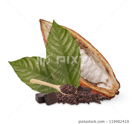 Fresh cocoa bean is processed into chocolate bars or concentrated cocoa isolated on white background Fresh cocoa bean is processed into chocolate bars or concentrated cocoa isolated on white background 119982419