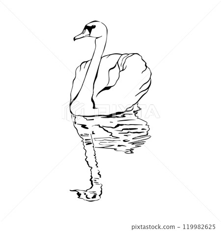 Swan bird on water surface in continuous line art drawing style. Black linear sketch isolated on white background. Vector illustration Swan bird on water surface in continuous line art drawing style. Black linear sketch isolated on white background. Vector illustration 119982625