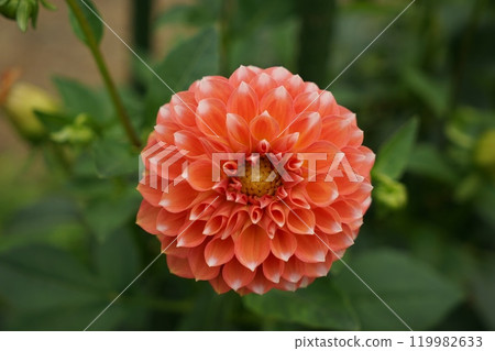 紅色大麗花 紅色大麗花 119982633