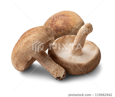 Shiitake Shiitake 119982682
