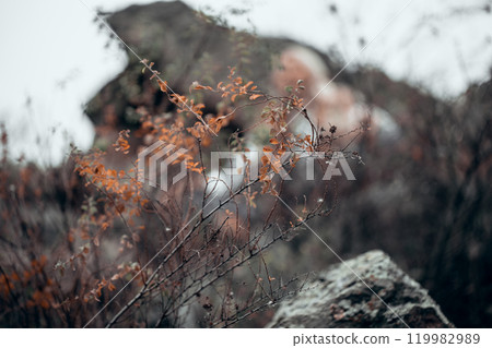 Beautiful atmospheric shrub with fade orange leaves against a background of dark stones in late autumn, selective focus. Beautiful atmospheric shrub with fade orange leaves against a background of dark stones in late autumn, selective focus. 119982989