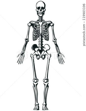 Silhouette Human Anatomical Skeleton Structure Chart 119983106
