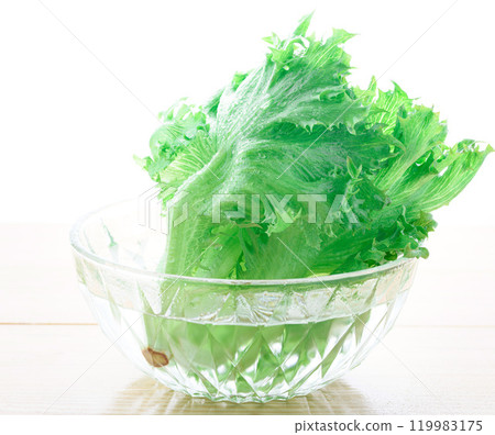 Frill Ice (lettuce) from Tokushima Prefecture. Crunchy lettuce. 119983175