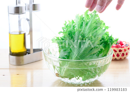 Frill Ice (lettuce) from Tokushima Prefecture. Crunchy lettuce. Frill Ice (lettuce) from Tokushima Prefecture. Crunchy lettuce. 119983183