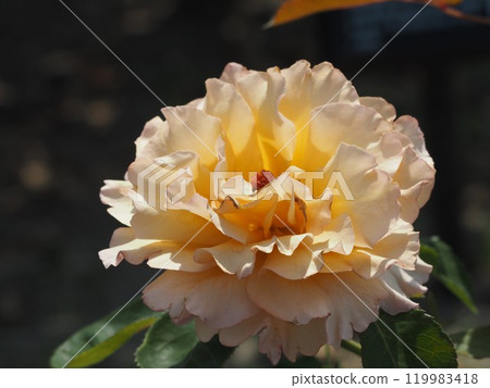 Apricot-colored rose, Hatsune Apricot-colored rose, Hatsune 119983418