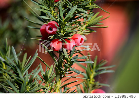 Red berries and lush green needles of the Taxus baccata, also known as the common yew or English yew Red berries and lush green needles of the Taxus baccata, also known as the common yew or English yew 119983496
