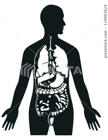 Silhouette Human Internal Organs Inside Body 119983624