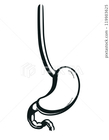 Silhouette Human Stomach Gastrointestinal Body Part 119983625