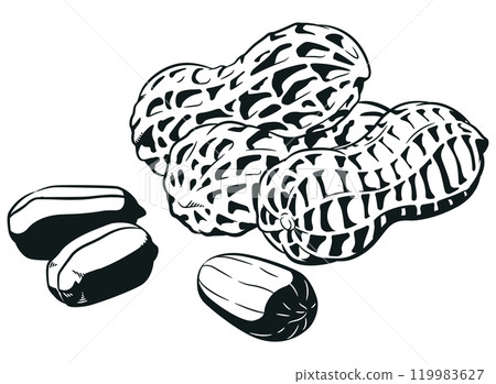 Silhouette Raw Peanuts Seed with Nutshell Silhouette Raw Peanuts Seed with Nutshell 119983627