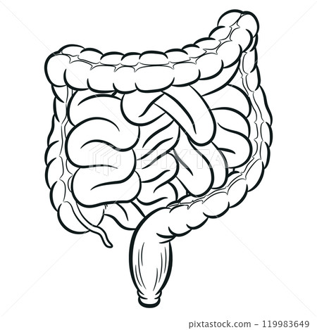 Sketch Human Intestine Tracts Digestion Colon Viscera 119983649