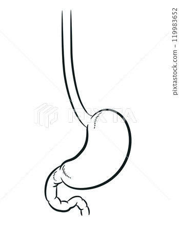 Sketch Human Stomach Digestion Body Organ 119983652