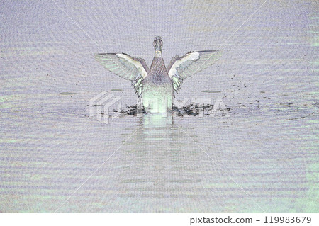 柔和風格的「斑嘴鴨」「野鳥」插畫影像 柔和風格的「斑嘴鴨」「野鳥」插畫影像 119983679