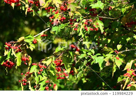 美山紅果 美山紅果 119984229