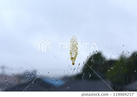 Bird droppings on the window Bird droppings on the window 119984257