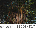 Hawaii 119984517