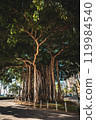 Hawaii 119984540