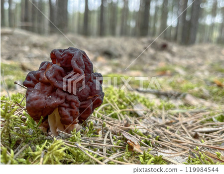morel mushrooms grow in a mixed forest 119984544