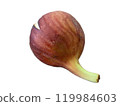 Back view of a ripe and cracked fig, no background 119984603
