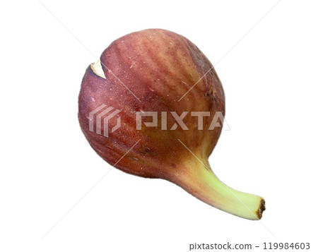 Back view of a ripe and cracked fig, no background 119984603