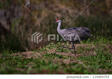 加拿大鶴⑥（北海道） 119984705