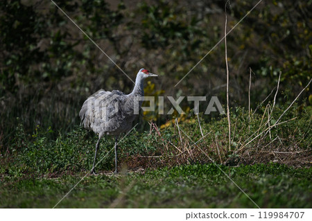 Sandhill Crane 8 (Hokkaido) 119984707