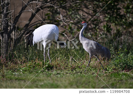 Sandhill Crane ⑨ (Hokkaido) Sandhill Crane ⑨ (Hokkaido) 119984708