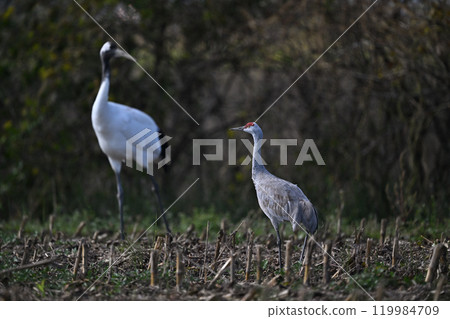 Sandhill Crane 10 (Hokkaido) Sandhill Crane 10 (Hokkaido) 119984709