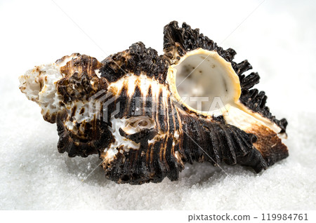 Spiny Murex Shell on a white Sand Spiny Murex Shell on a white Sand 119984761