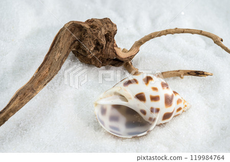 A close-up of a Leopard Volute shell on a white sand A close-up of a Leopard Volute shell on a white sand 119984764