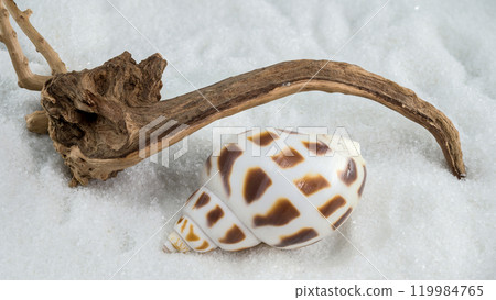 A close-up of a Leopard Volute shell on a white sand A close-up of a Leopard Volute shell on a white sand 119984765