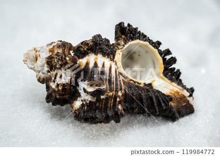 Spiny Murex Shell on a white Sand Spiny Murex Shell on a white Sand 119984772