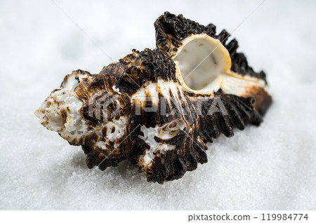 Spiny Murex Shell on a white Sand Spiny Murex Shell on a white Sand 119984774