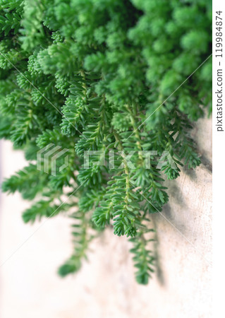 Close-up image of the Sedum six-row succulent plant Close-up image of the Sedum six-row succulent plant 119984874