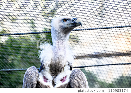 Image of a griffon vulture in captivity in a recovery center in the province of Lerida 119985174